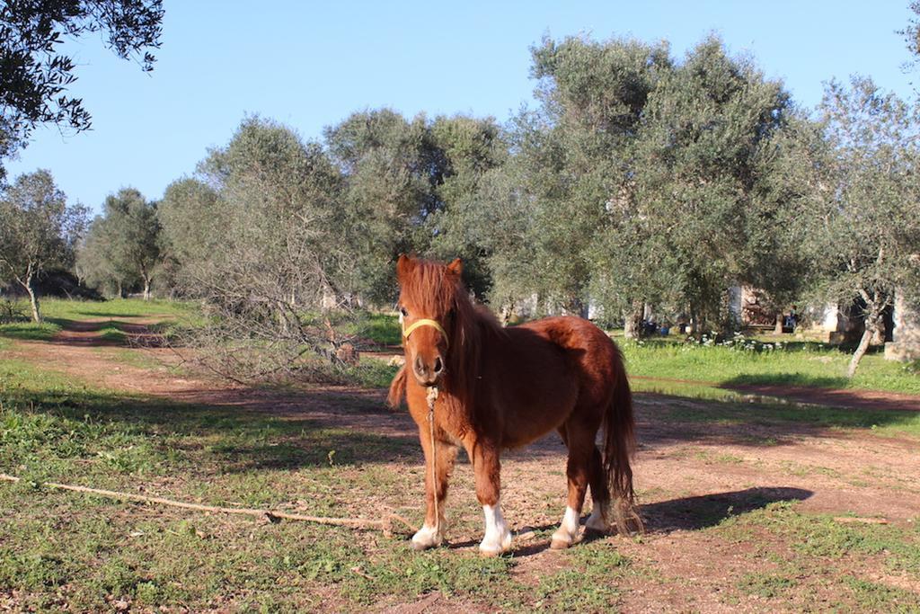 Agriturismo Tenuta Sant'Antonio Cerfignano ภายนอก รูปภาพ