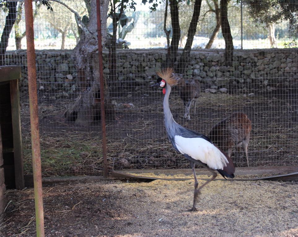 Agriturismo Tenuta Sant'Antonio Cerfignano ภายนอก รูปภาพ